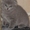 Котенок шотландский вислоухий #3830