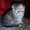Котята Шотландской вислоухой #5486