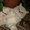 Вязка. Кот,  Британской породы,  ищет кошку. #6182