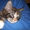 Котята  породы мейн  кун #7310