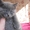 Продам шотландских прямоухих котят #25966