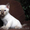котята ТОНКИНСКОЙ породы #22329