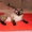 котята Бирманской породы #19021