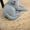 шотландский котенок #44374