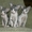 котята Донского сфинкса #42320