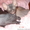 Котенок Донского мфинкса #40952