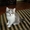 Котята домашние 2, 5 мес. #42161
