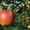 Продам летнее яблоко урожая 2010года #56715