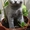 Чистокровные шотландские котята #55144