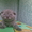 шотландские котята #54740