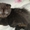 Шотландских котят #65255