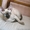 Эксклюзивные котята донского сфинкса #69376