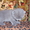 продаю шотландских котяточек #81294