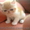 продажа котёнка #81436