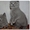 Шотландские котята (Scottish fold/stright) #84038