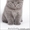 Котята вислоухие #91881