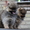 Питомник «Красный гранат» #90641