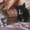 Котята дон сфинкс #106689