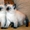 Продаются Сиамские котята #123342