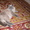 вязка британского кота #146002