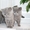 Продам британских голубых котят #143061