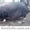 Продам поросят корейской породы #150598