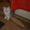 Продам персидских котят (серебристые шиншиллы и кремовый биколор) #161194