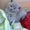 Чистокровные британские котята #204110