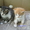 Отдам в добрые руки котят #241806