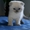 Продам клубных котят Шотландских вислоухих #278504