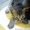 отдам миленьких котят #254203