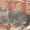 Продам британского котёнка!!!! #279754