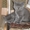 Продам самых красивых британских котят #278459