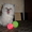 Николаев,  ARomanova.2010@mail.ru тел.0973533925 #280912