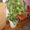 Комнатное домашнее растение Диффенбахия,  высотой 1, 65м,  идеальное состояние!!!!! #311409