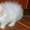 Котята персидские чистопородные     #369096