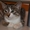 Котенок-болтун Марек 3 м.  #371286