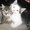 Котята в хорошие руки #398001