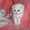 котята скоттиш фолд #400207