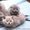 Продаются котята шотландского помета.фолд/страйт #437526