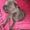 CANE CORSO ITALIANO #448588