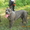 малыши CANE CORSO ITALIANO #435562