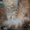 Предлагаем котят породы  мейн кун. #437734