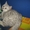 КОТИК СКОТИШ СТРАЙТ (ШОТЛАНДСКАЯ ВИСЛОУХАЯ) #425617