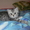 продаю шотландских котят #501293