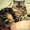Котик приглашает кошечек #540890