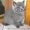 продам плюшевых котят. Шотландской породы #551340