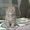 Скотиш фолд, ласковые и игривые) #532648