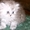 Котенок персидской ороды окрас шиншилла #588630