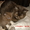 котики-муркотики из шотландии #575899